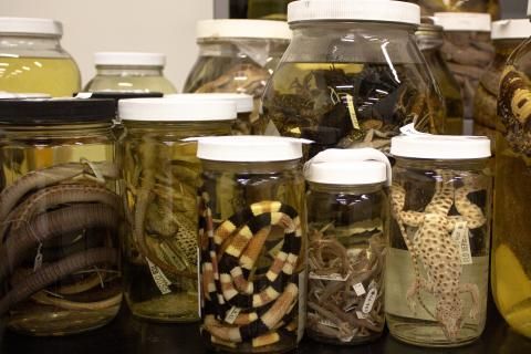 Hasbrouck Insect Collection